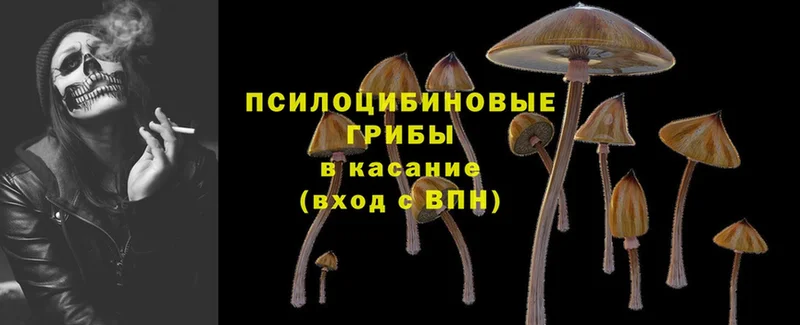 Галлюциногенные грибы Psilocybe  Агидель 